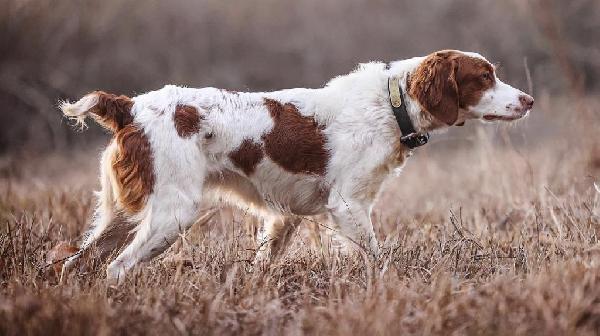 American Brittany