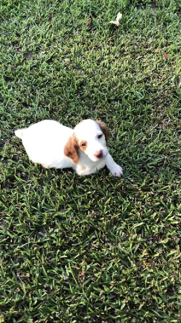 American Brittany
