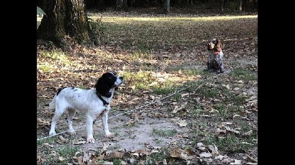 FEMALE FLUSHER English Cocker Spaniel