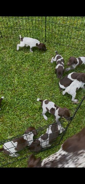 GSP PUPPIES...THESE WILL BE HUNTERS German Shorthaired Pointer
