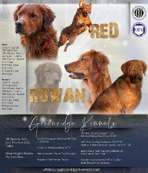 Golden Retriever