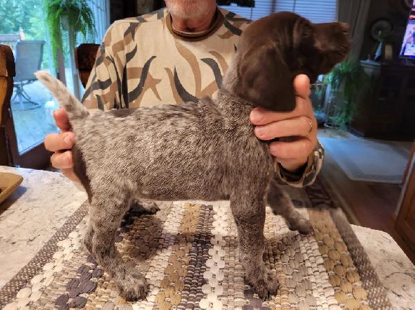 German Shorthaired Pointer