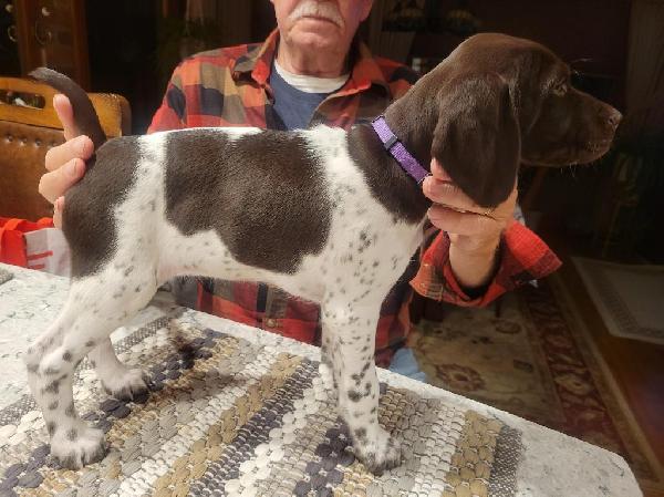 German Shorthaired Pointer
