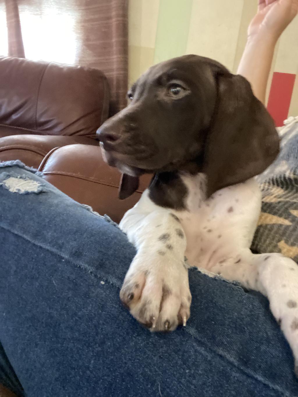 2-female-german-shorthaired-pointers