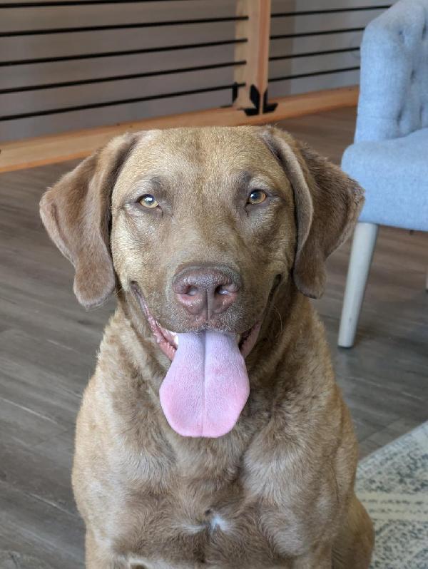 Chesapeake Bay Retriever