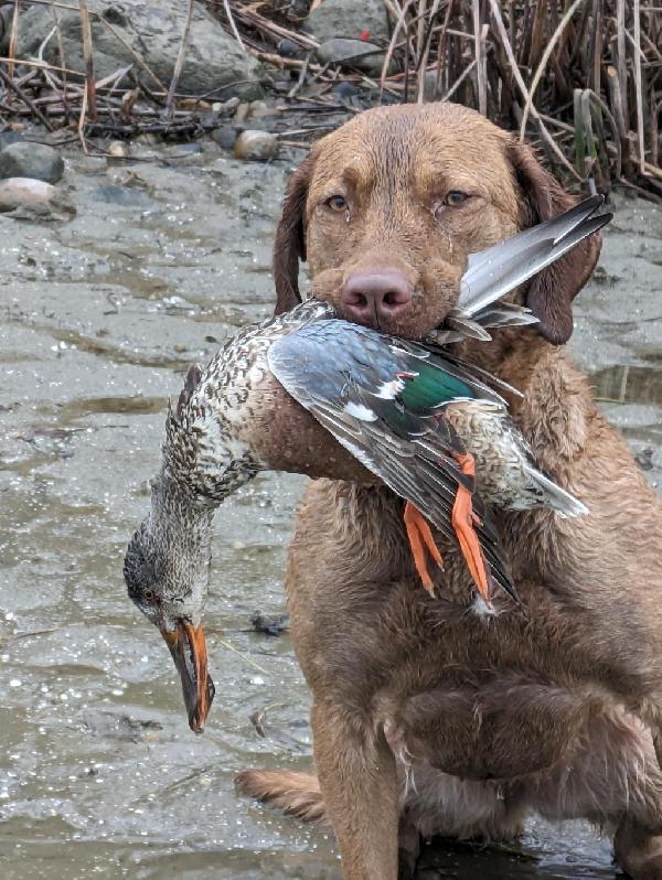 Chesapeake Bay Retriever