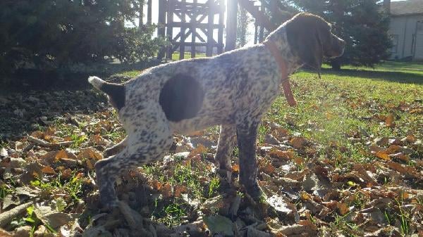 German Shorthaired Pointer