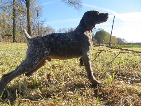 German Shorthaired Pointer