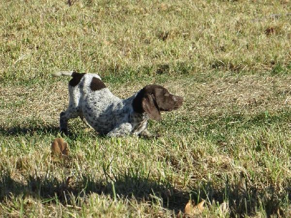 German Shorthaired Pointer