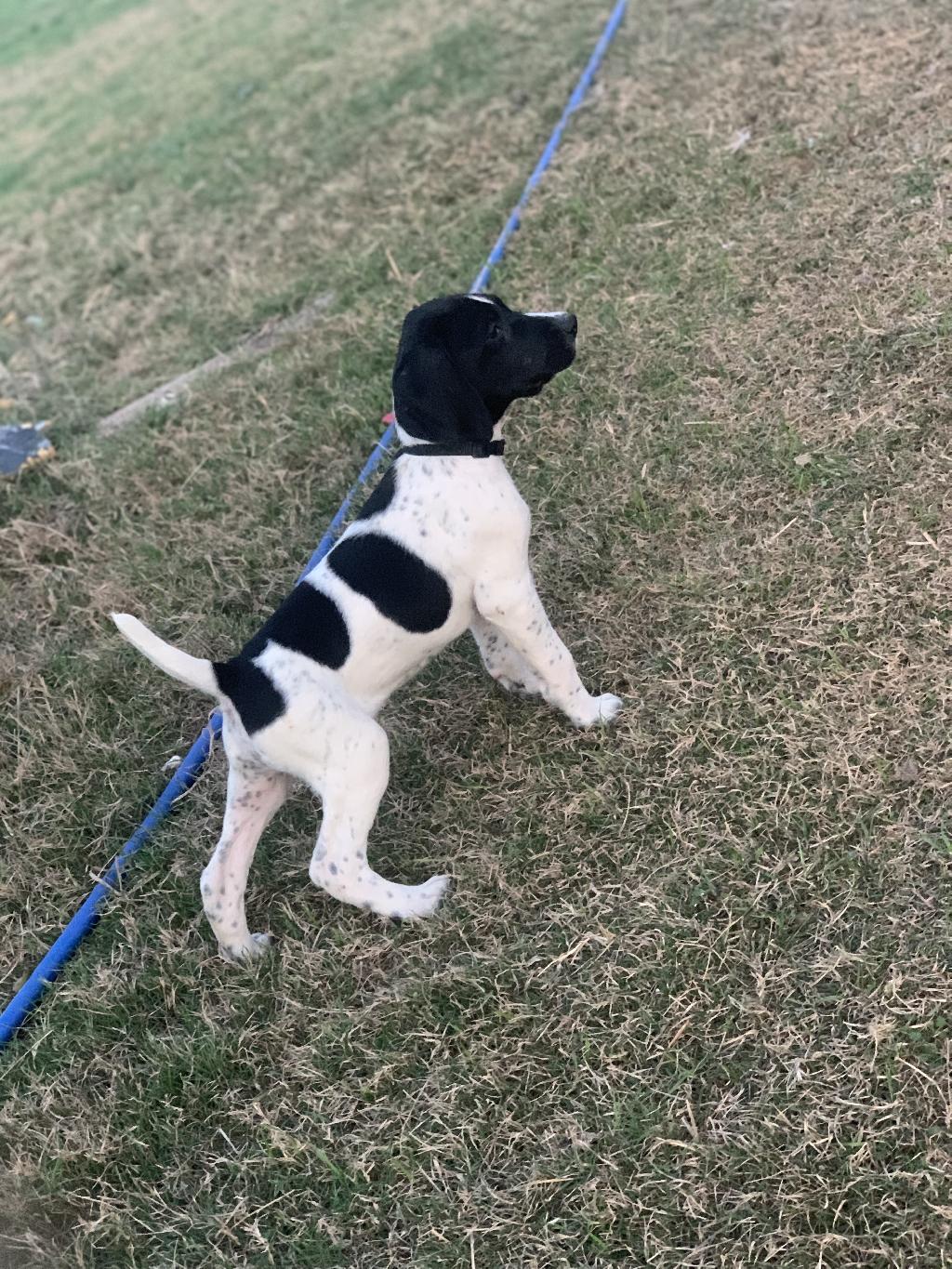 GSP PUP MASTER HUNTER BLOODLINES