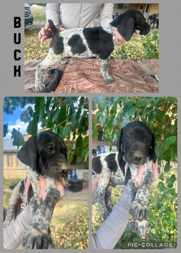 German Shorthaired Pointer for sale