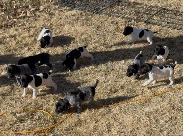 German Shorthaired Pointer