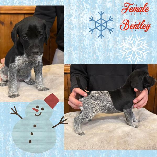 AKC REGISTERED GERMAN SHORTHAIRED POINTERS German Shorthaired Pointer