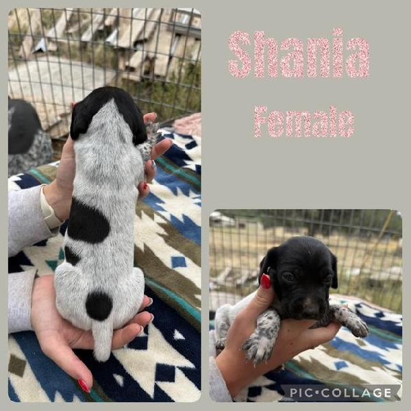 AKC REGISTERED GERMAN SHORTHAIRED POINTERS German Shorthaired Pointer