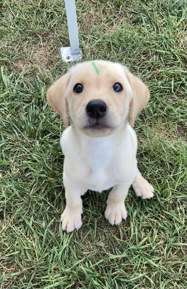 British Labrador Retriever