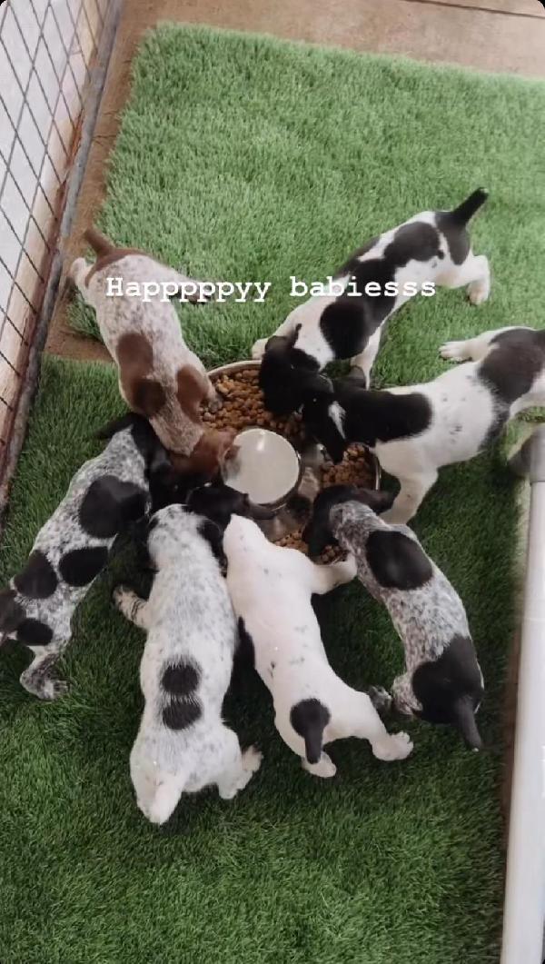 German Shorthaired Pointer