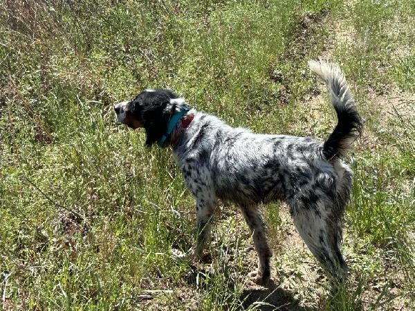 Llewellin Setter