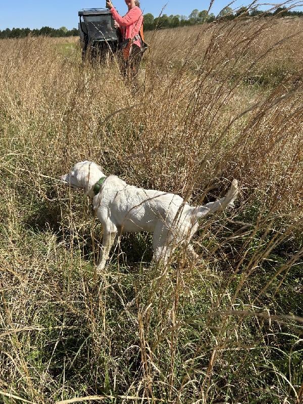 English Setter