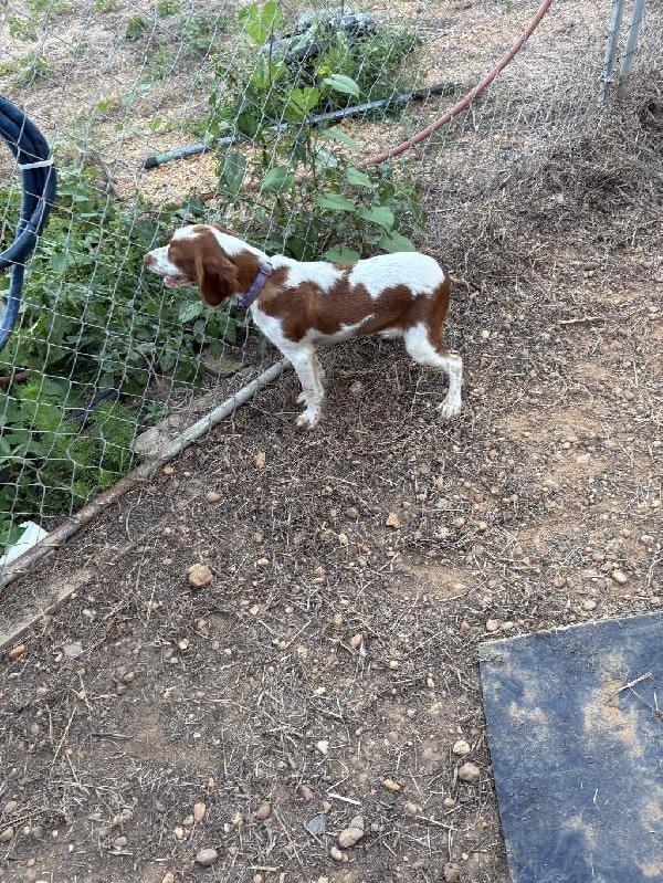 American Brittany