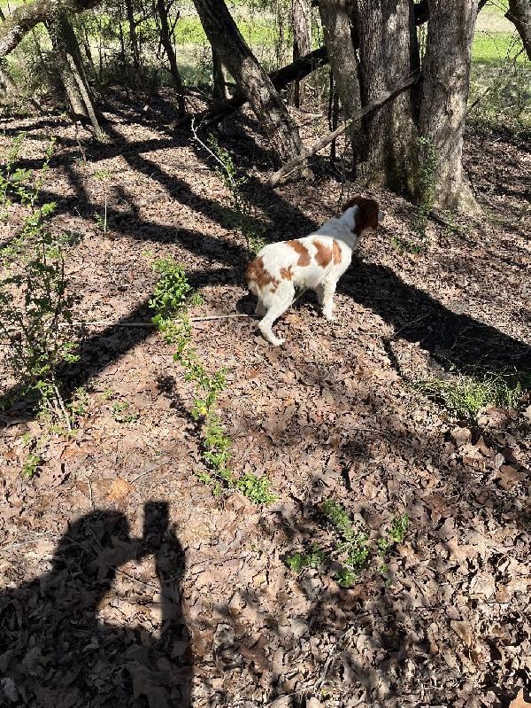 American Brittany