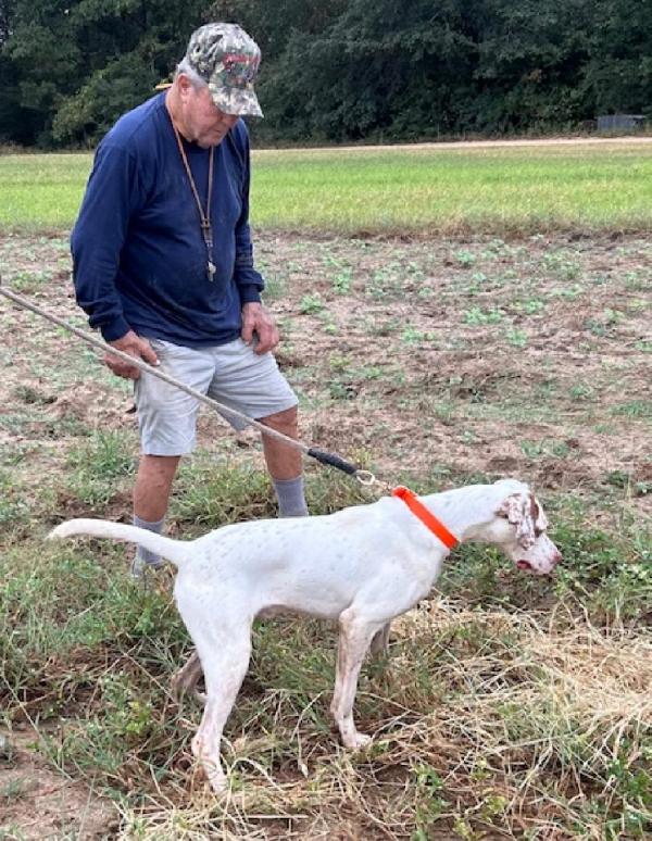 English Pointer