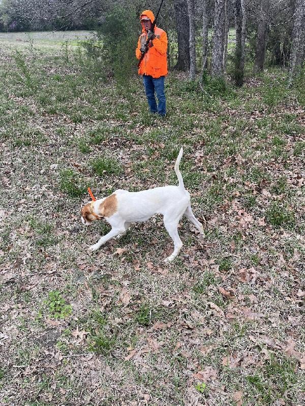 English Pointer