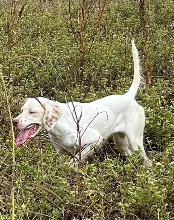 English Setter
