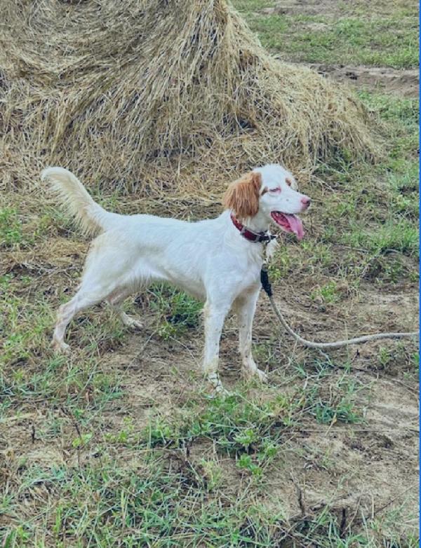 English Setter