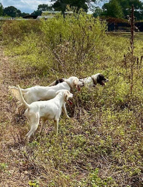 English Pointer
