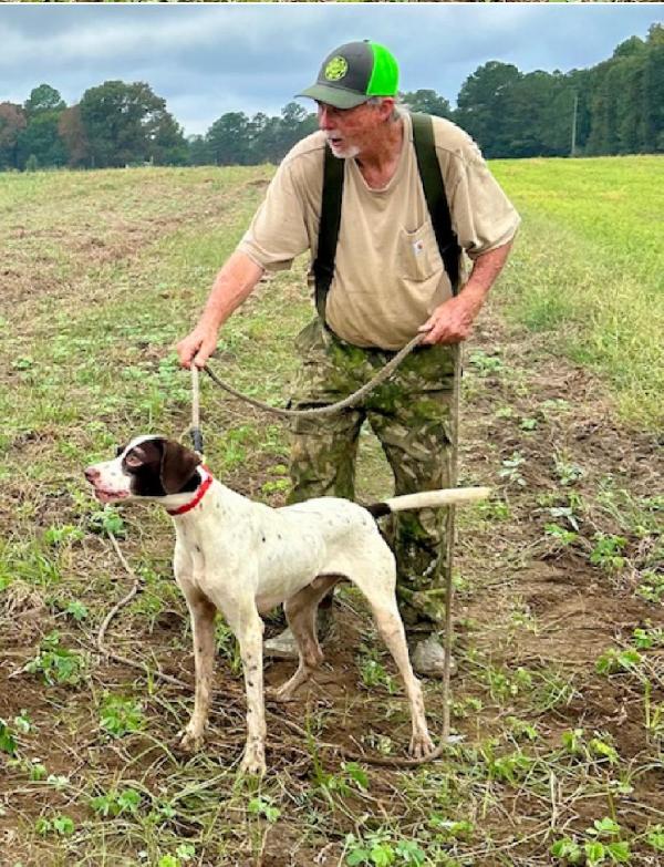 English Pointer