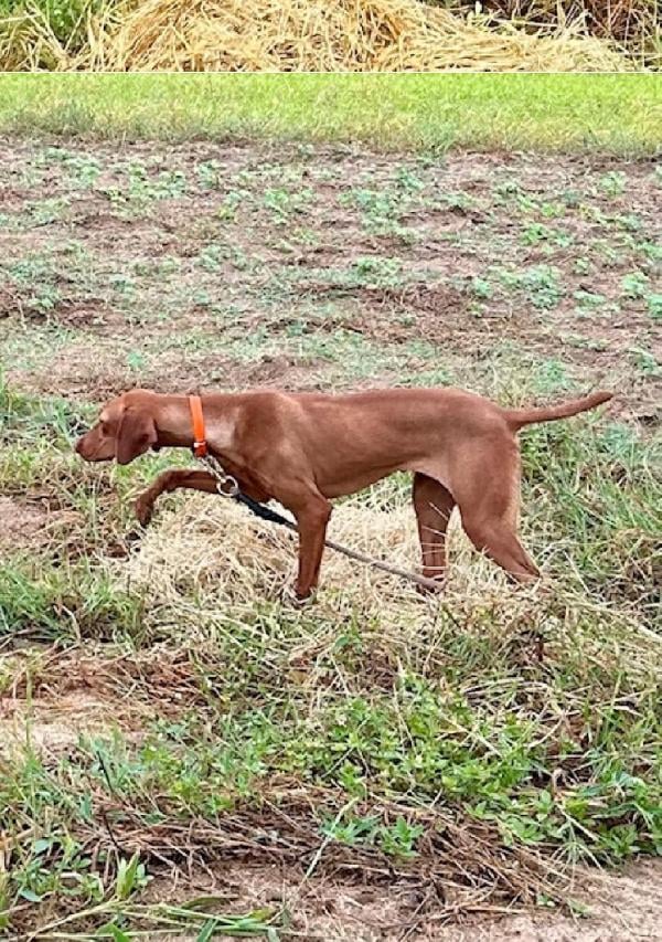 Hungarian Vizsla