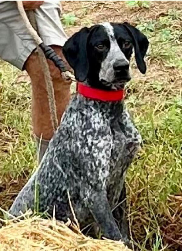 German Shorthaired Pointer