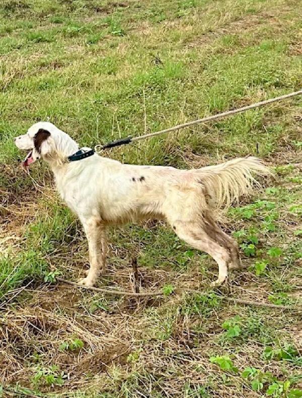 English Setter