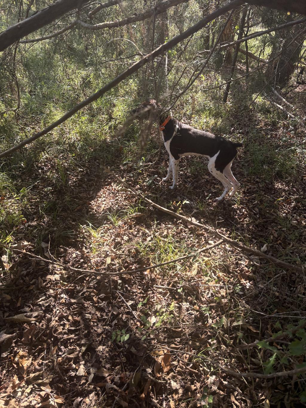 No title given German Shorthaired Pointer