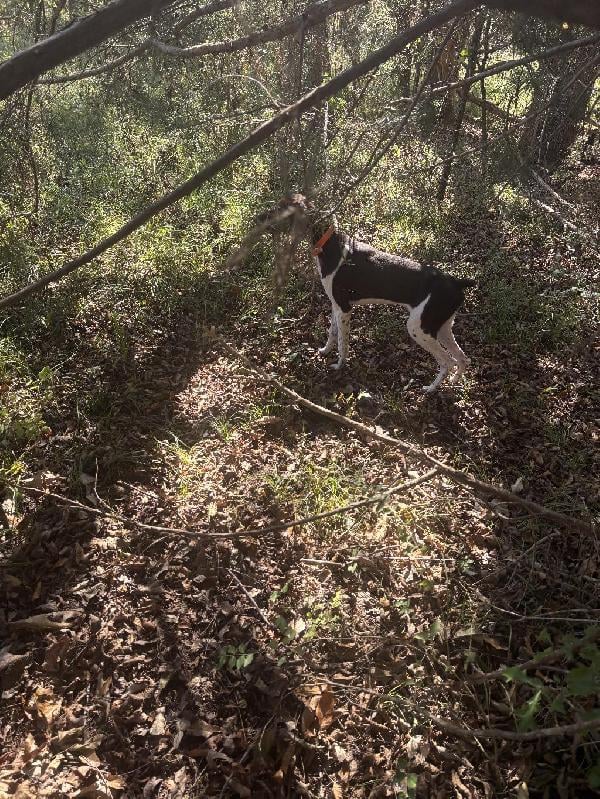 German Shorthaired Pointer