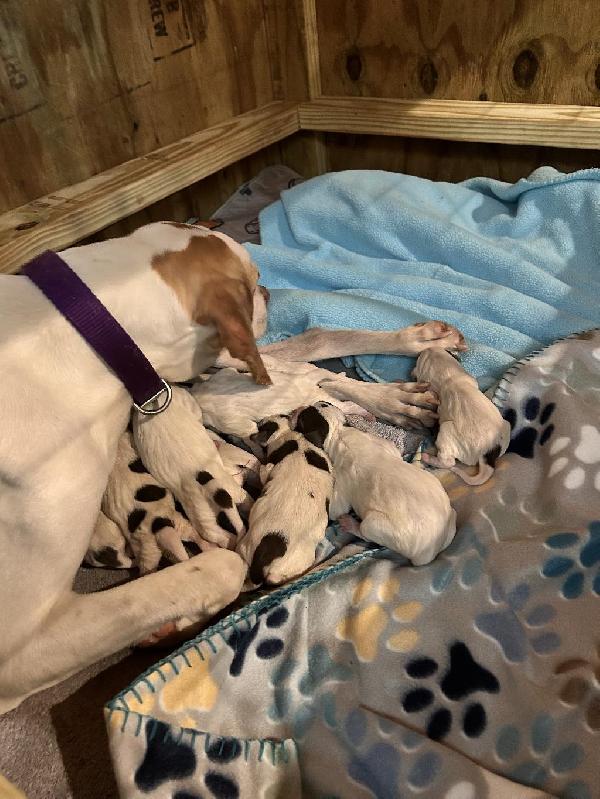 REGISTERED ELHEW/ WHIPPERWILL PUPPIES English Pointer