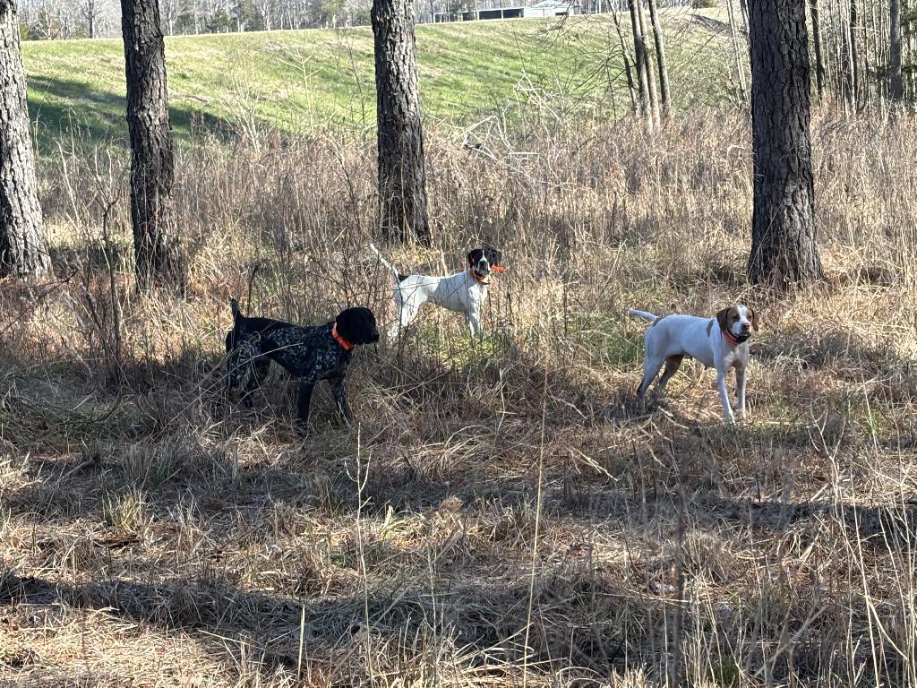 German Shorthaired Pointer