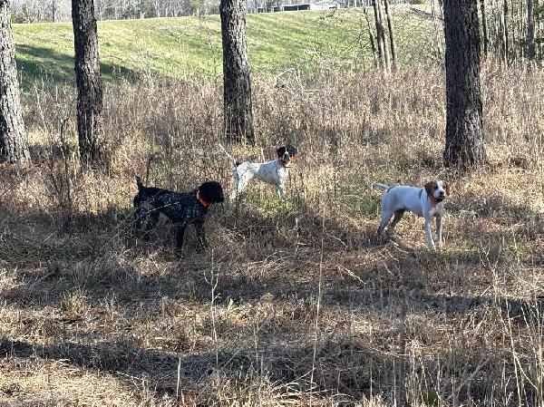 German Shorthaired Pointer