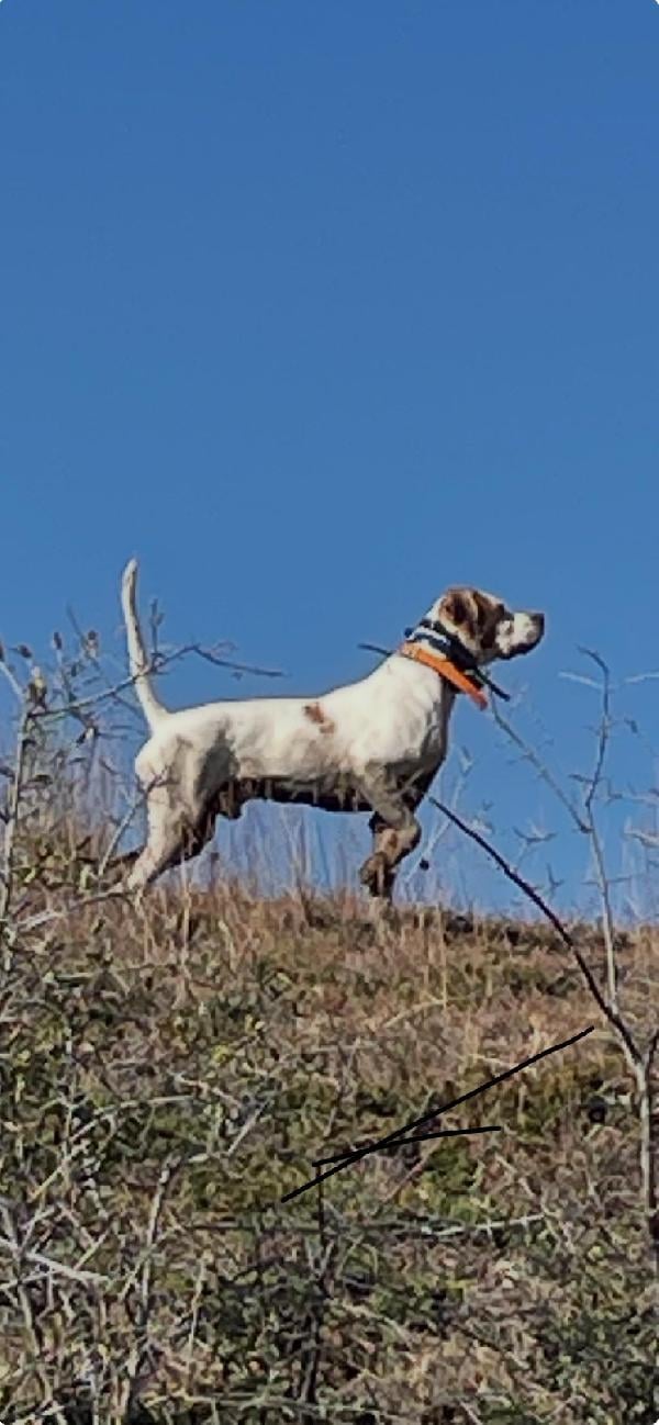 English Pointer