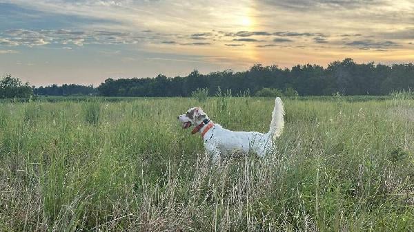 STARTED FEMALE SETTER! English Setter