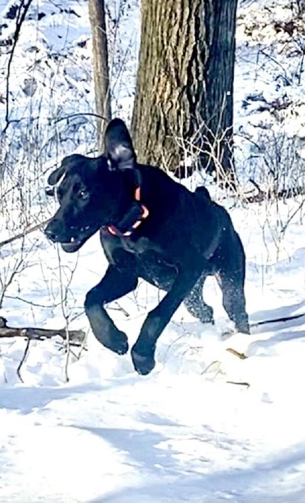 German Shorthaired Pointer