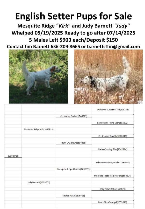 English Setter