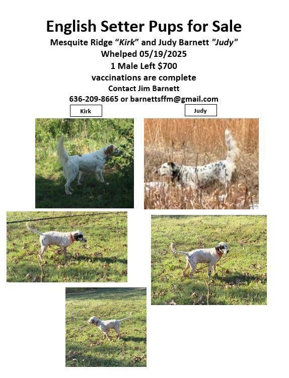 English Setter