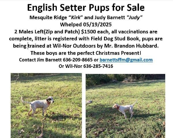 MALE ENGLISH SETTER PUPS English Setter