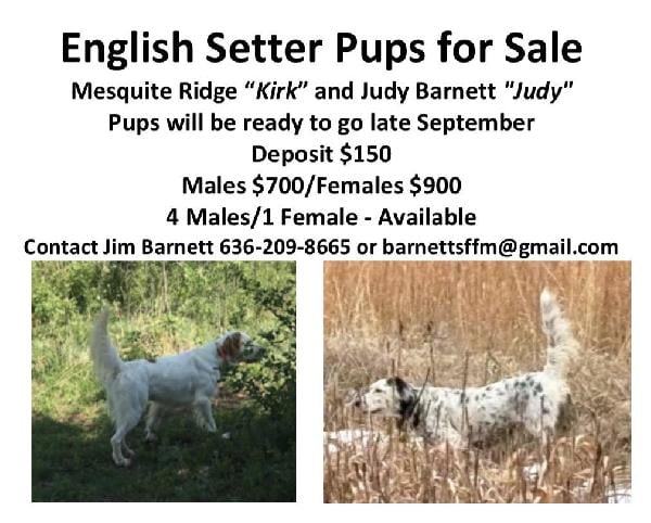 English Setter