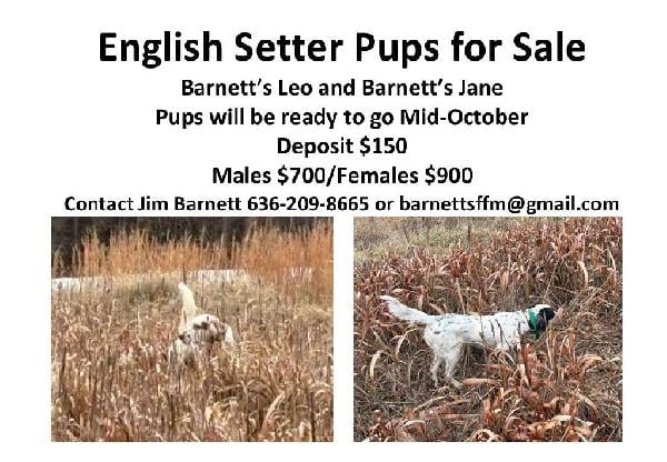 English Setter