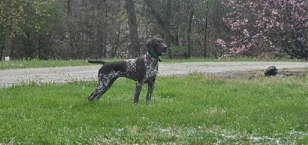 VOM CEDAR VALLEY DEUTSCH-KURZHAAR PUPPIES! German Shorthaired Pointer