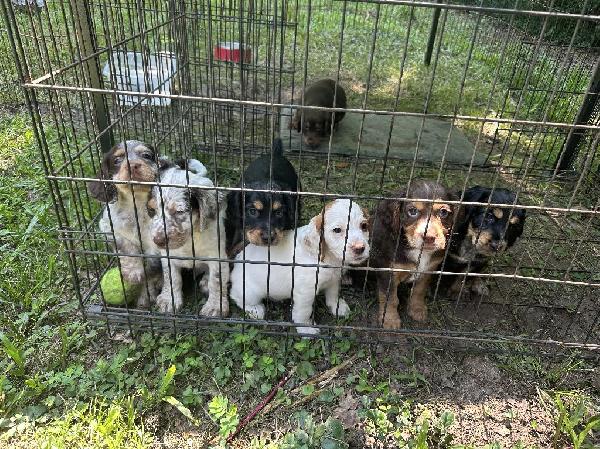 English Cocker Spaniel