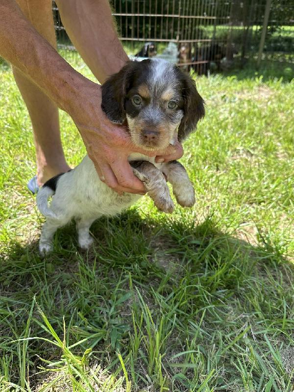 FIELD BRED ENGLISH COCKERS English Cocker Spaniel