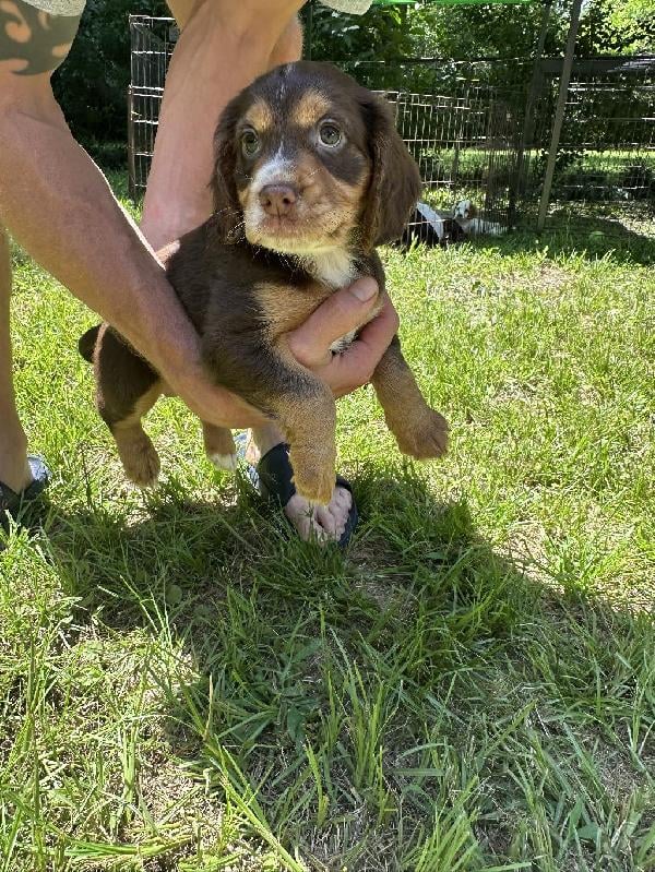 English Cocker Spaniel